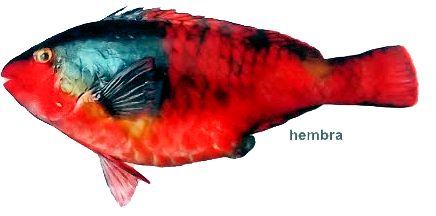 Sparisoma cretense_0012